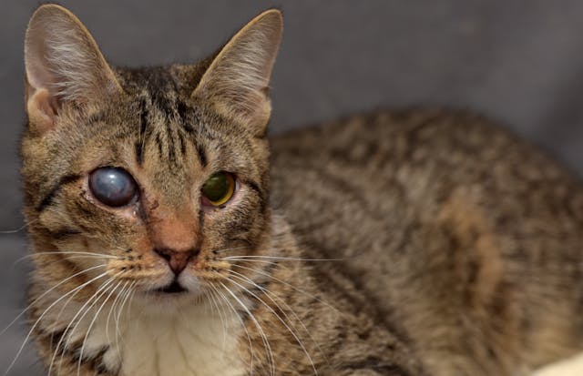 Closed Reduction In Cats Conditions Treated Procedure Efficacy Recovery Cost Considerations Prevention