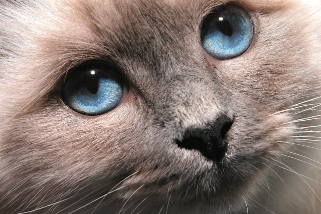 Clostridium perfringens in Cats - Symptoms, Causes, Diagnosis, Treatment, Recovery, Management, Cost