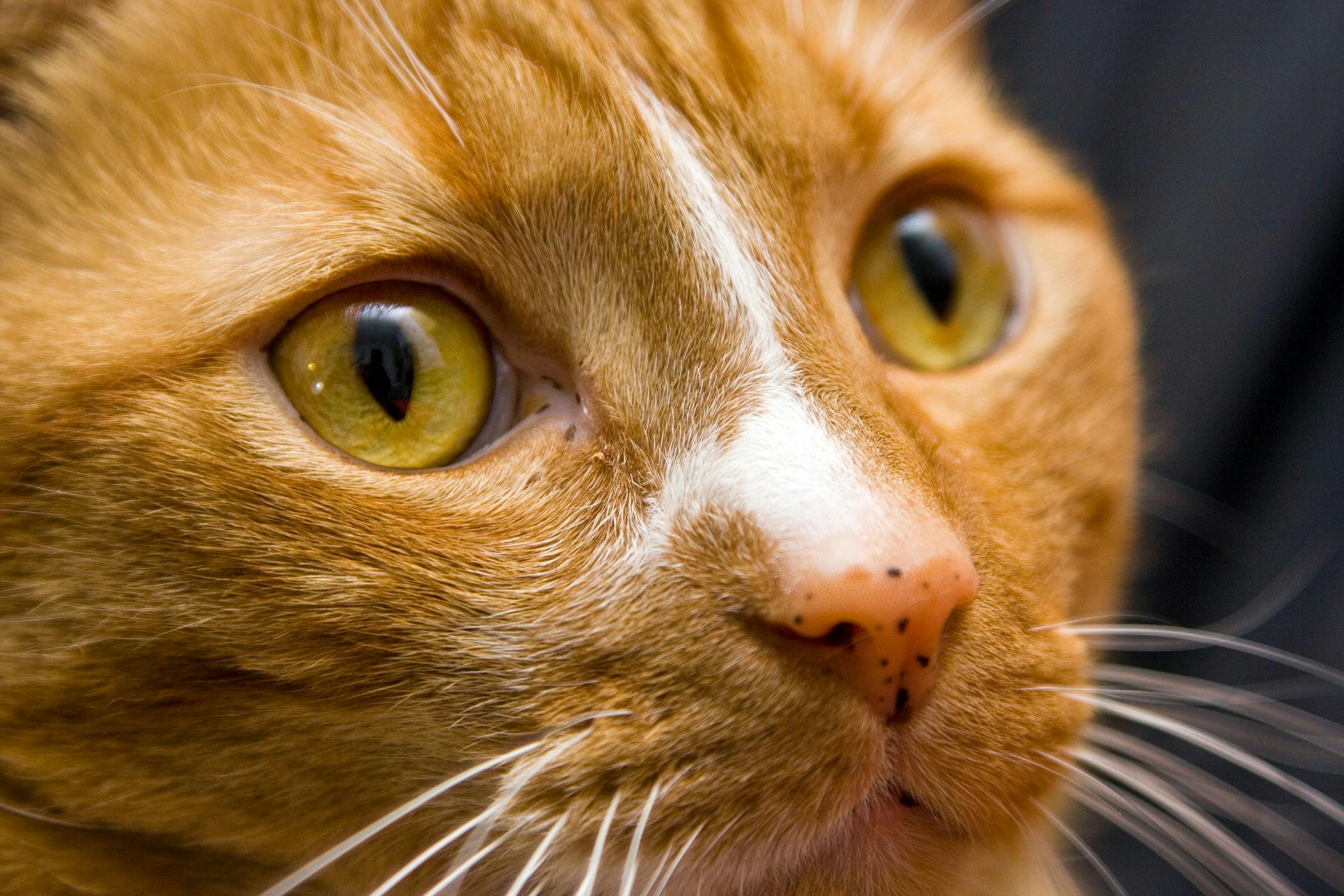 Кошка смотрит в глаза долго