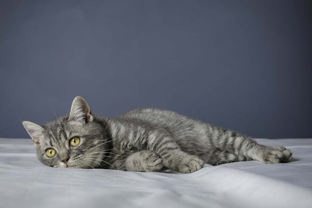 Clotting Deficiency In Cats Symptoms Causes Diagnosis