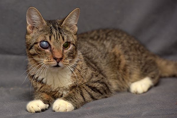 Cloudy Eye in Cats Symptoms, Causes, Diagnosis, Treatment, Recovery