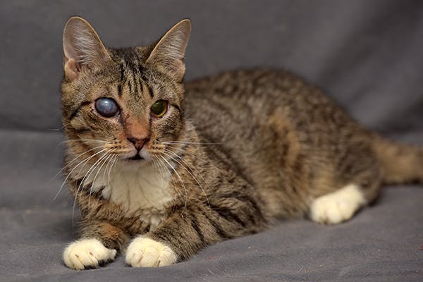 Cloudy Eye in Cats - Signs, Causes, Diagnosis, Treatment, Recovery, Management, Cost