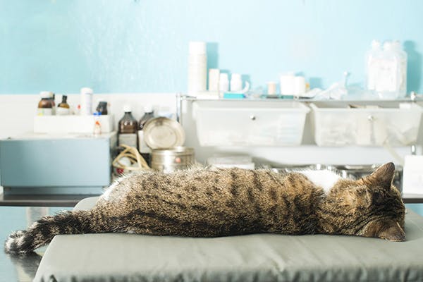 Coccidioidomycosis in Cats - Symptoms, Causes, Diagnosis, Treatment, Recovery, Management, Cost