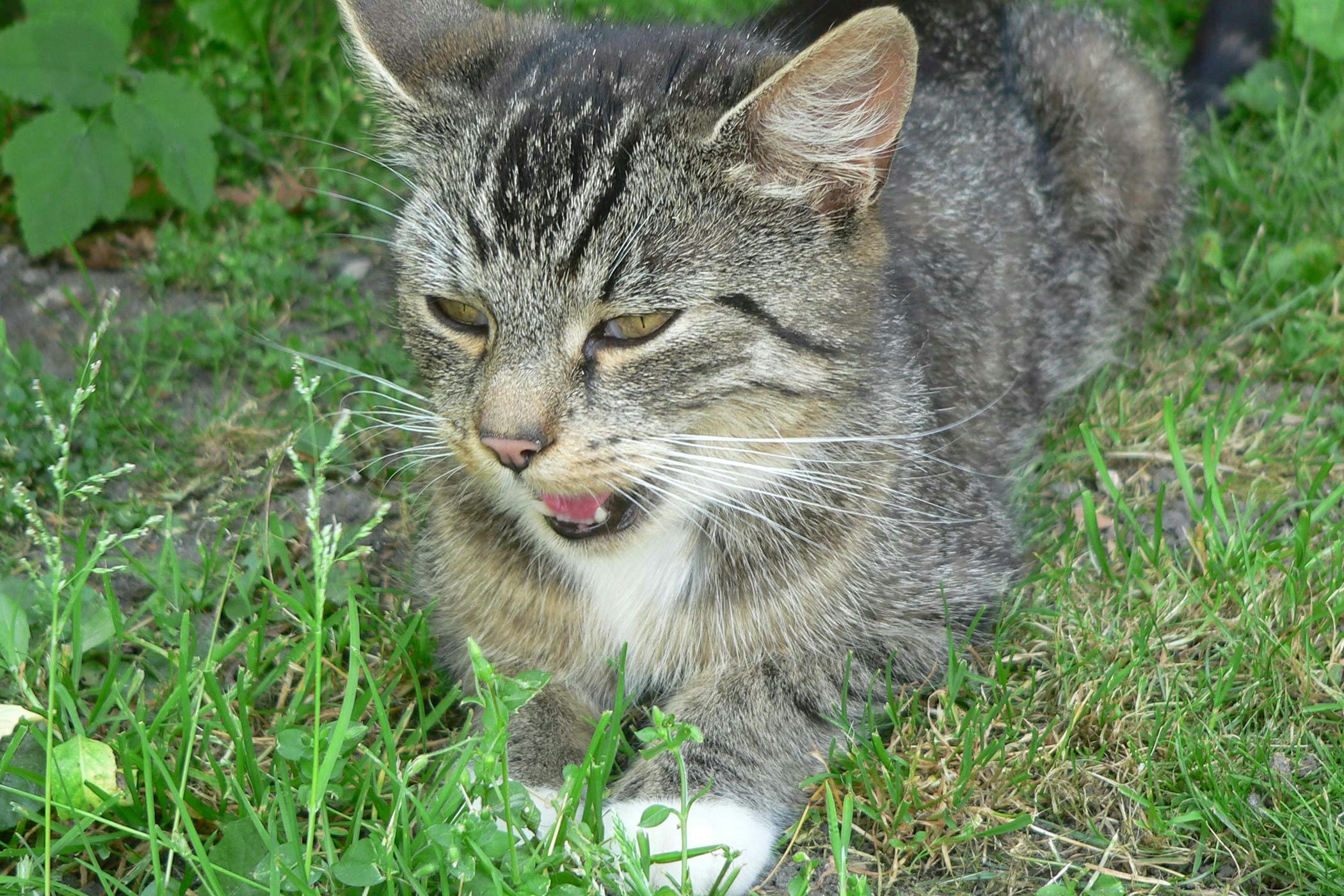 laryngopharynx cat