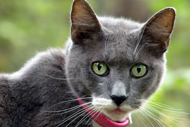 Collar Allergy in Cats - Symptoms, Causes, Diagnosis, Treatment, Recovery, Management, Cost