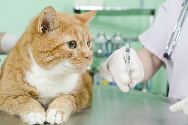 Heart medication for clearance cats