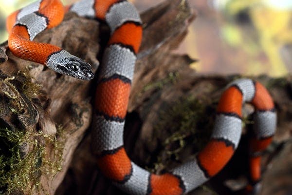Coral Snake Bite Poisoning in Cats - Symptoms, Causes, Diagnosis, Treatment, Recovery, Management, Cost