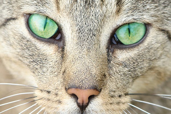 Corneal Sequestrum in Cats Symptoms, Causes, Diagnosis, Treatment