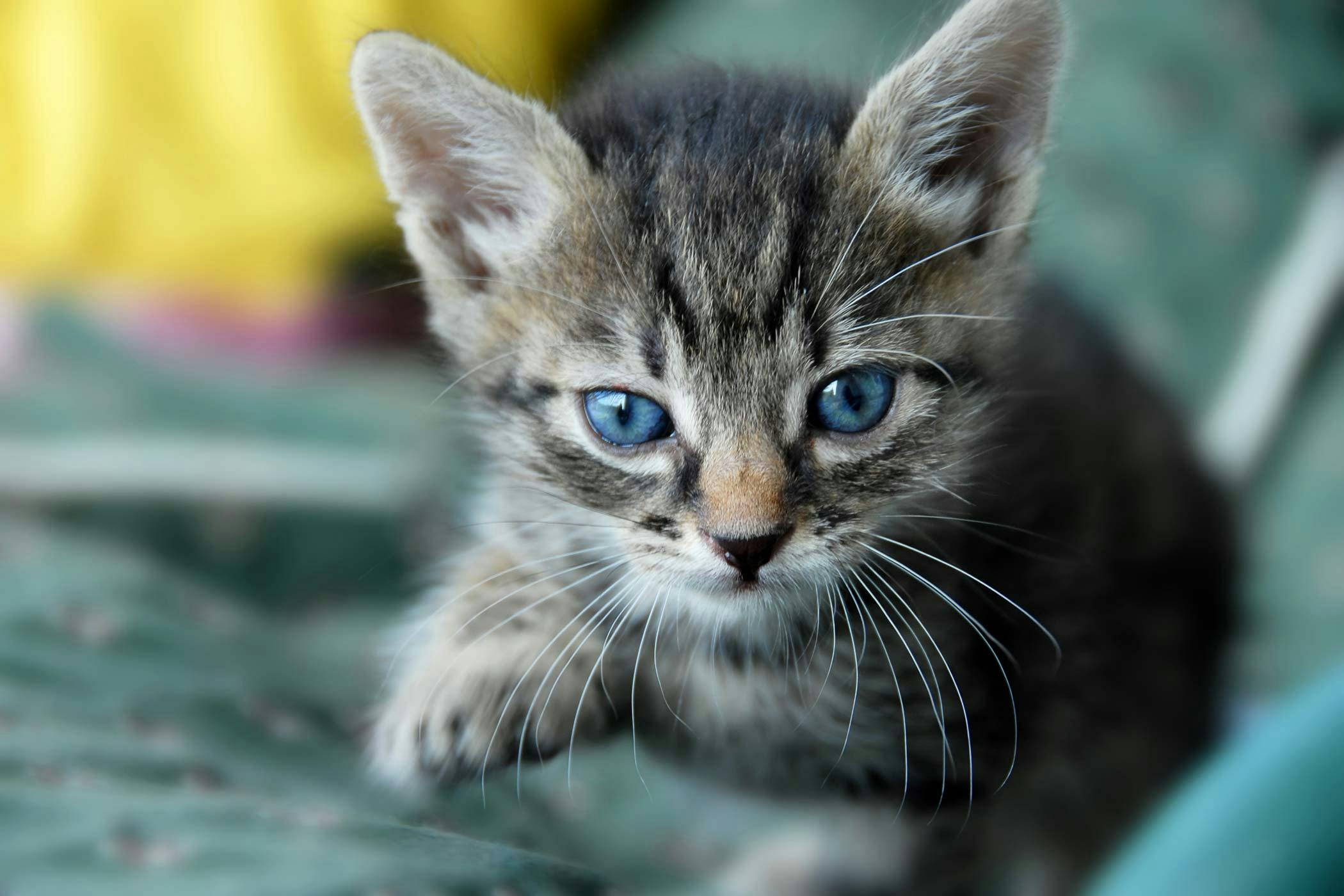 Cat Sneezing Sounds Like Squeaky Toy | Wow Blog