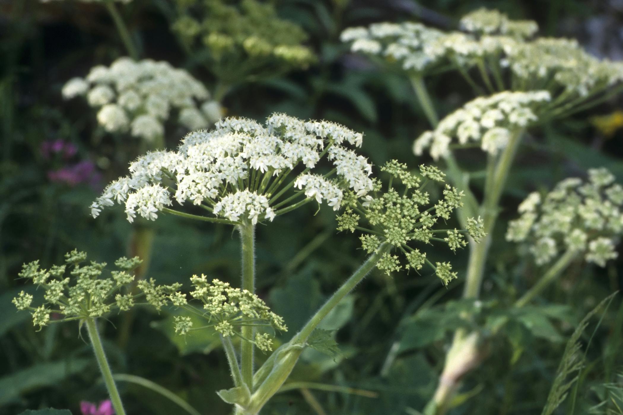 wild parsnip and dogs