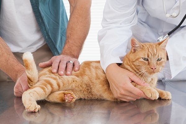Coxofemoral Hip Luxation in Cats - Symptoms, Causes, Diagnosis, Treatment, Recovery, Management, Cost