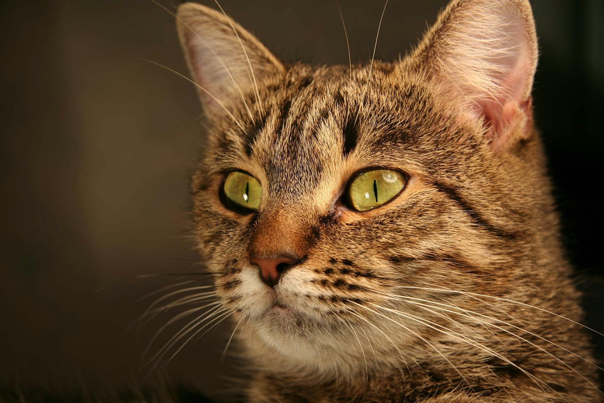 Male cat with crystals in clearance urine