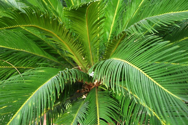 Cycad Poisoning in Cats - Symptoms, Causes, Diagnosis, Treatment, Recovery, Management, Cost