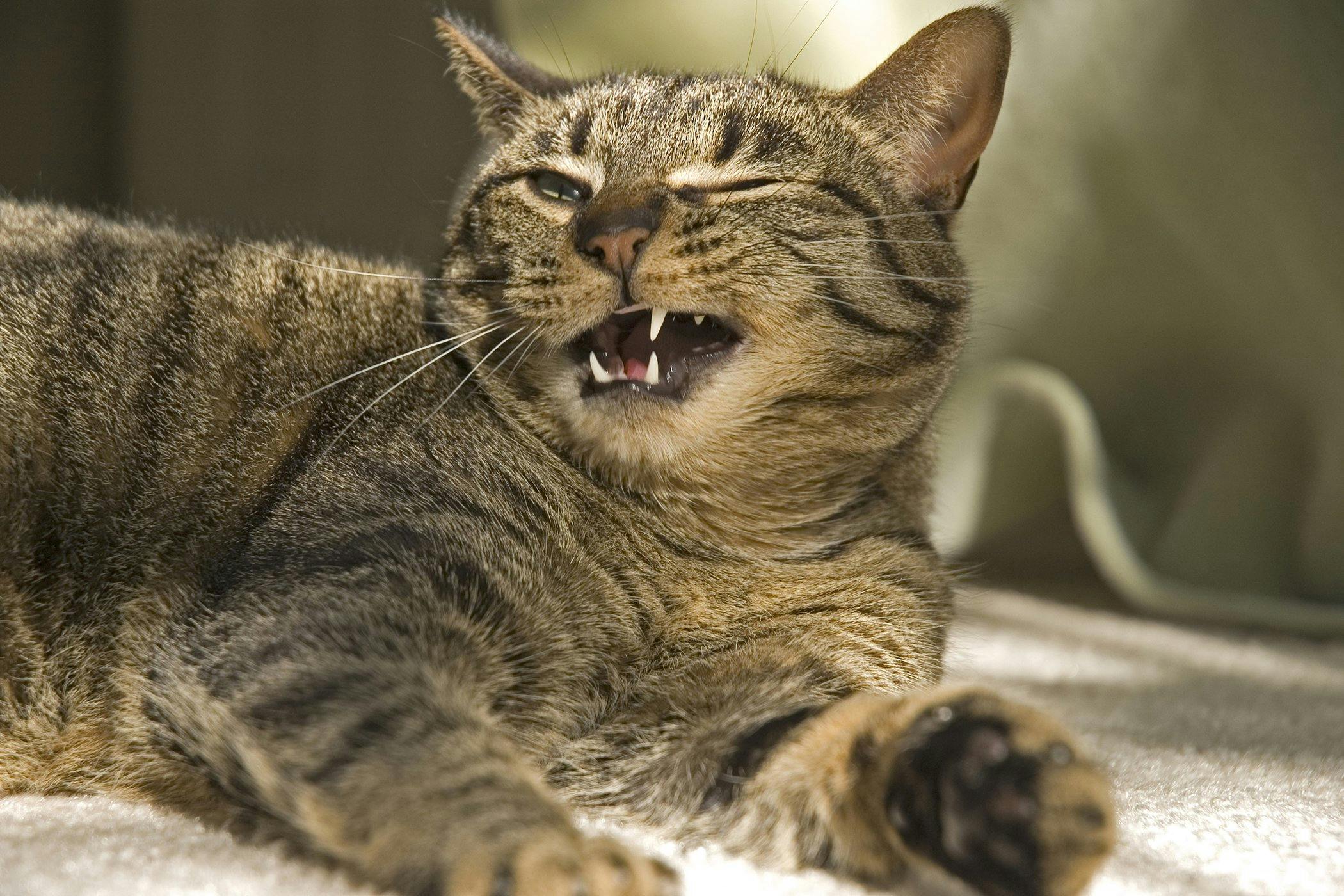 Cysts On The Gums In Cats Symptoms Causes Diagnosis Treatment