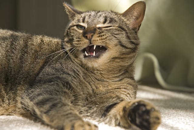 Cysts On The Gums In Cats Symptoms Causes Diagnosis Treatment Recovery Management Cost