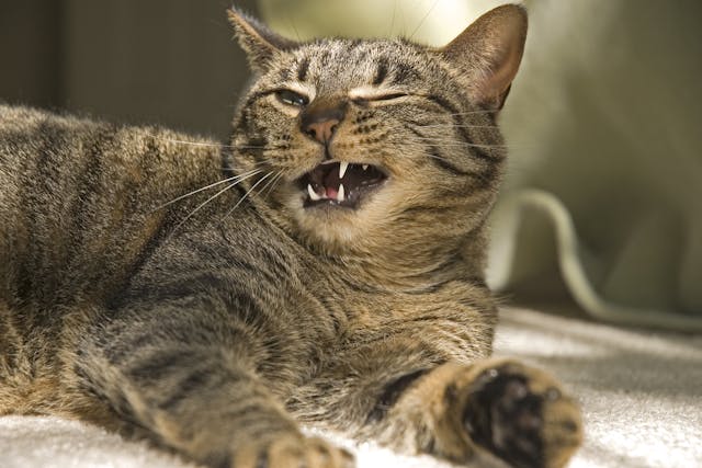 Cysts on the Gums in Cats - Symptoms, Causes, Diagnosis, Treatment, Recovery, Management, Cost