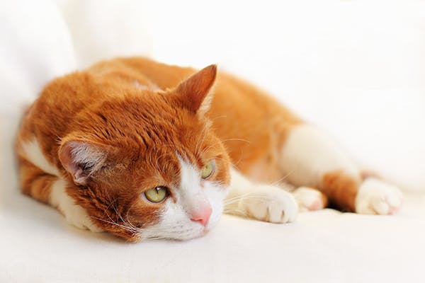 Cytauxzoonosis in Cats - Symptoms, Causes, Diagnosis, Treatment, Recovery, Management, Cost