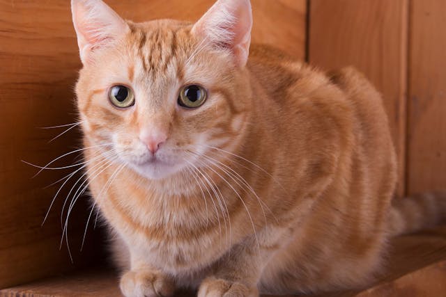 Deafness In Cats Symptoms Causes Diagnosis Treatment