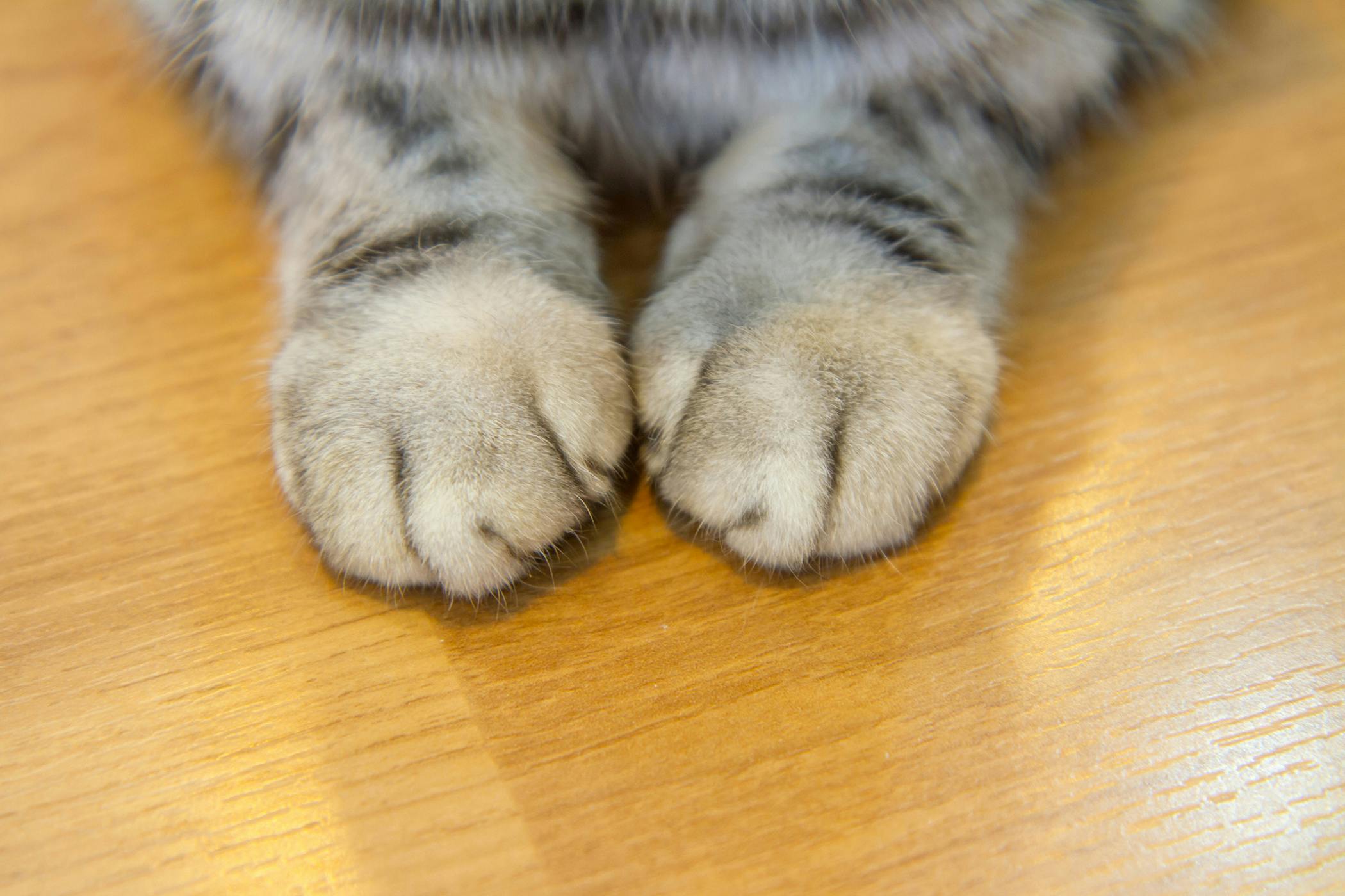 declawing in cats procedure efficacy recovery prevention cost