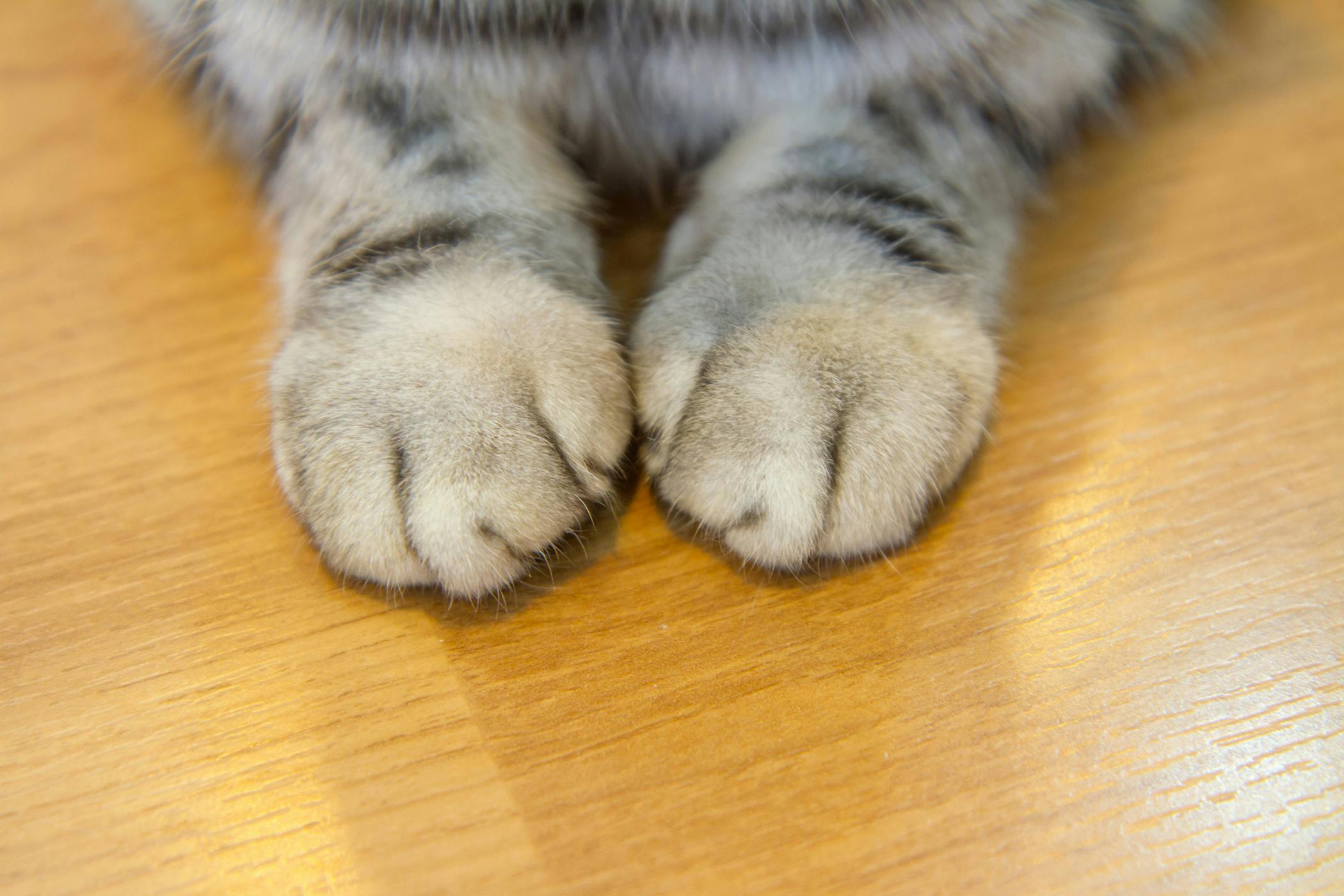 Declawed Cat Paw