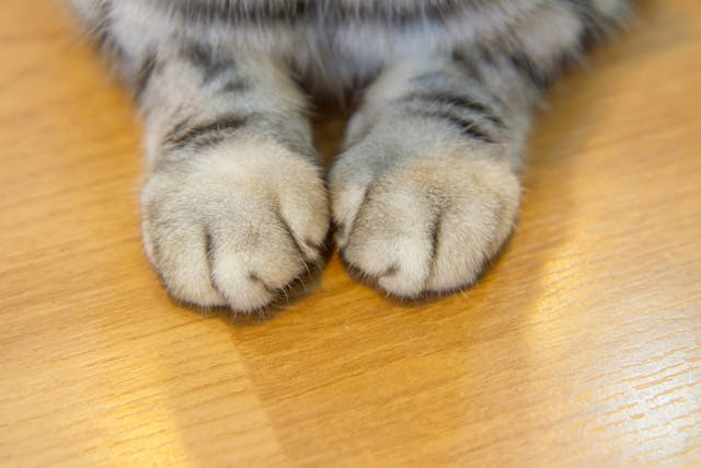 Declawing in Cats - Conditions Treated, Procedure, Efficacy, Recovery, Cost, Considerations, Prevention