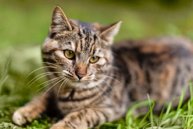 Degeneration Of The Iris In The Eye In Cats Symptoms Causes Diagnosis Treatment Recovery Management Cost