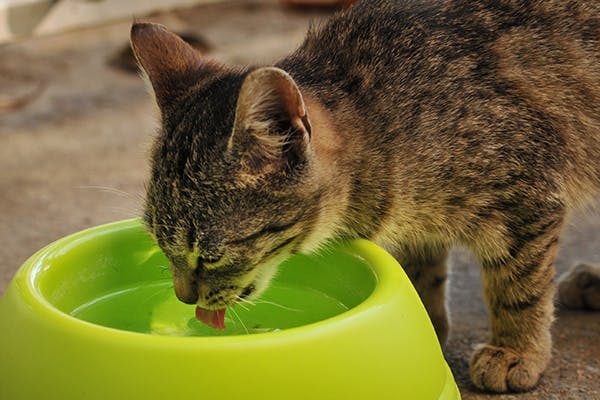 Dehydration in Cats - Symptoms, Causes, Diagnosis, Treatment, Recovery, Management, Cost