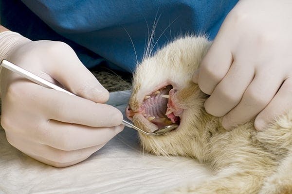 what does an abscess tooth look like on a dog