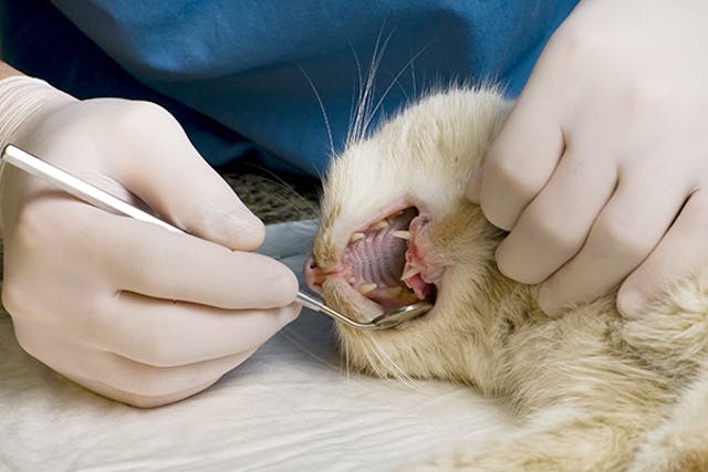 Dental Abscess in Cats - Symptoms, Causes, Diagnosis, Treatment, Recovery, Management, Cost