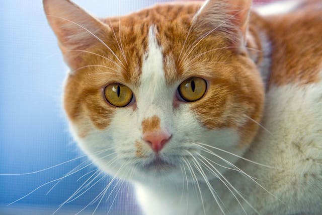 Depigmentation Disorders in Cats - Symptoms, Causes, Diagnosis, Treatment, Recovery, Management, Cost