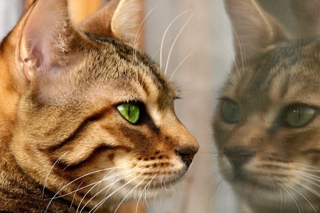 Dermoids in the Eye in Cats - Symptoms, Causes, Diagnosis, Treatment, Recovery, Management, Cost