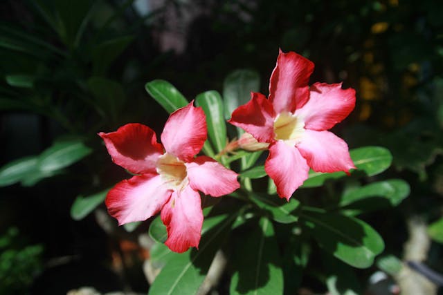 Desert Azalea Poisoning in Cats - Symptoms, Causes, Diagnosis, Treatment, Recovery, Management, Cost