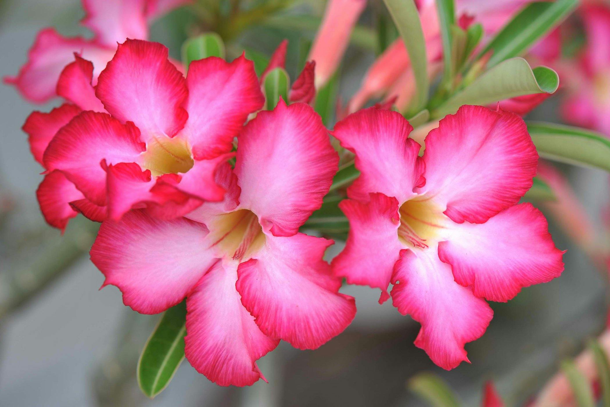 Adenium hybrid --Arrow Desert Rose