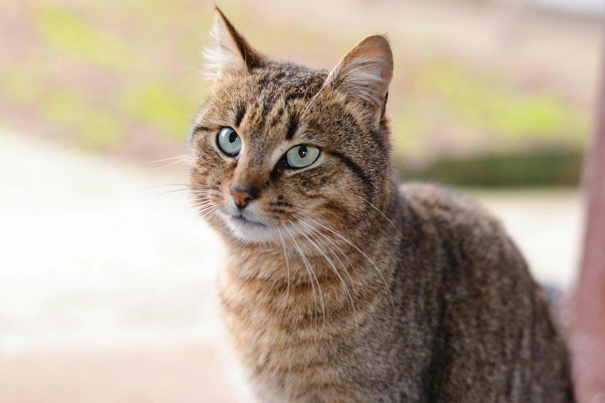 diabetic ketoacidosis in cats survival rate - Carmelita Worthy