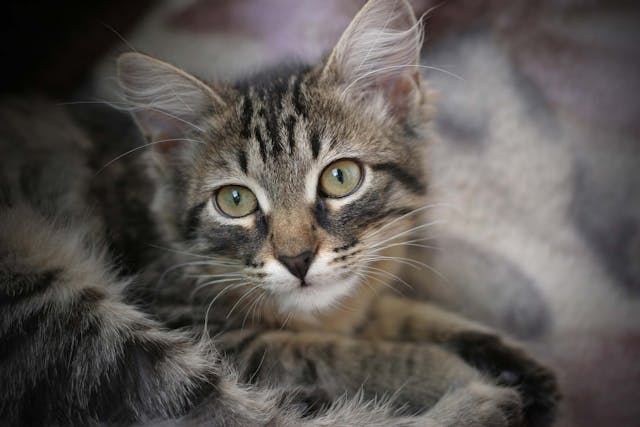 how long for cat diarrhea to stop after b12 injection Cats 3 Ways to Treat Vomiting