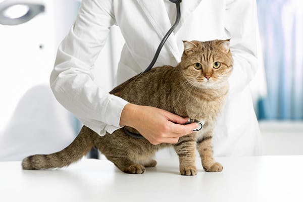 Dilated Cardiomyopathy in Cats - Symptoms, Causes, Diagnosis, Treatment, Recovery, Management, Cost