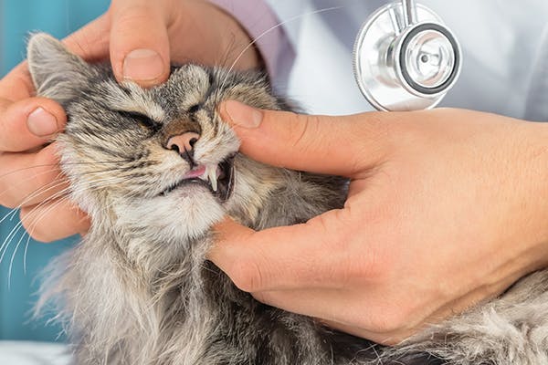 Discolored Teeth in Cats - Symptoms, Causes, Diagnosis, Treatment, Recovery, Management, Cost