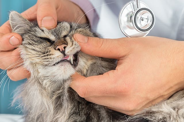 Discolored Teeth in Cats - Symptoms, Causes, Diagnosis, Treatment, Recovery, Management, Cost