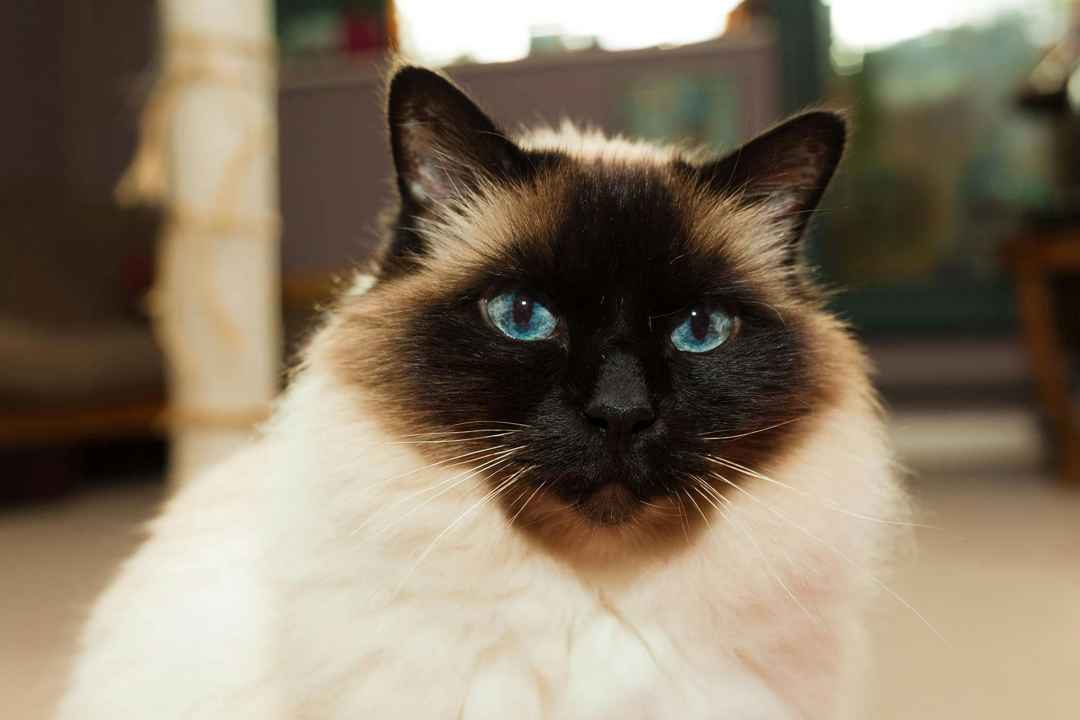 39 Best Images Distemper In Cats Shot - Distemper In Cats Explained Cat Behavior