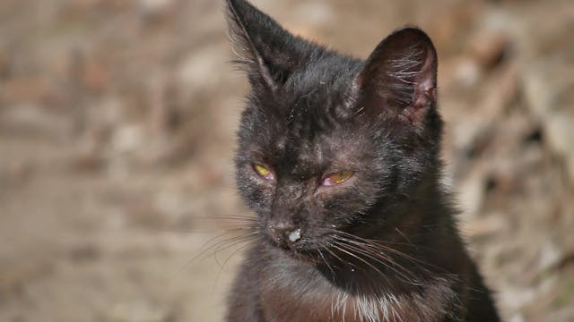 Dorsal Rhinotomy In Cats Conditions Treated Procedure Efficacy Recovery Cost Considerations Prevention