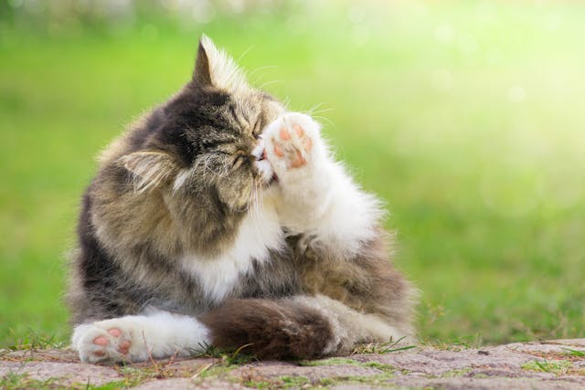 Dreamies Allergy in Cats - Symptoms, Causes, Diagnosis, Treatment, Recovery, Management, Cost