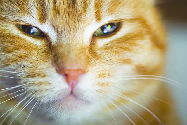 Droopy Eye in Cats - Symptoms, Causes, Diagnosis, Treatment, Recovery, Management, Cost