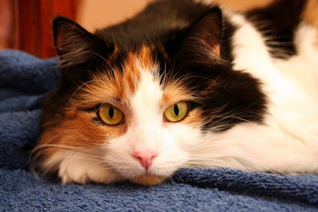 Dry Eye Syndrome in Cats - Symptoms, Causes, Diagnosis, Treatment, Recovery, Management, Cost