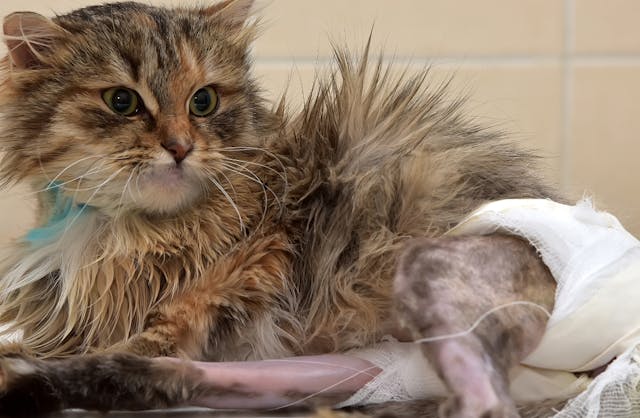 Best protein for clearance cats with allergies