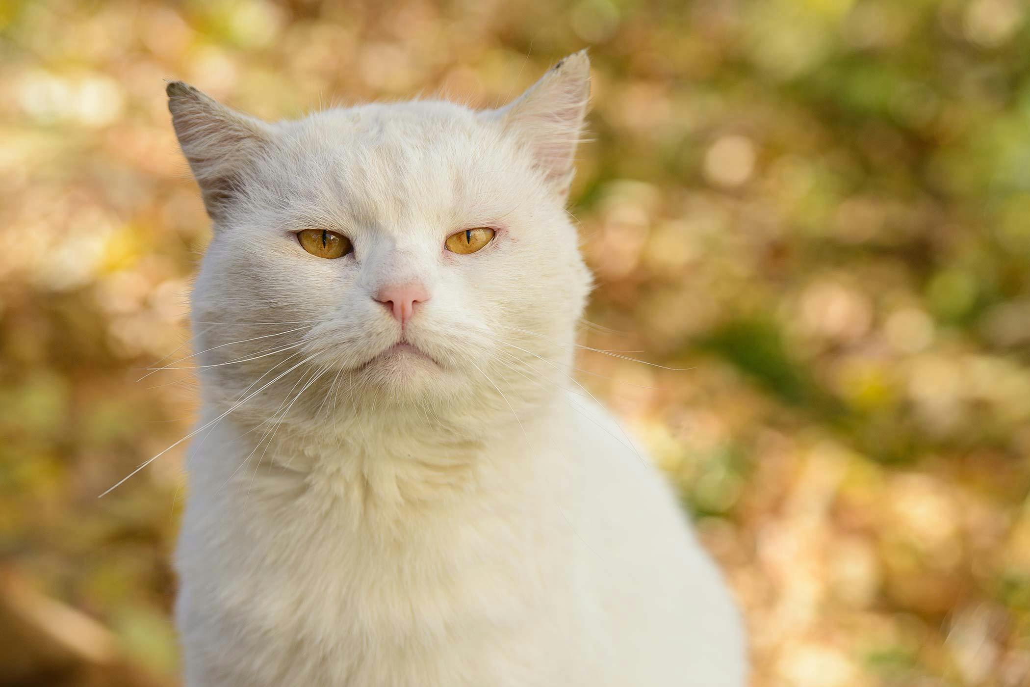 tabby white cat outdoors in nature wearing yellow rain coat