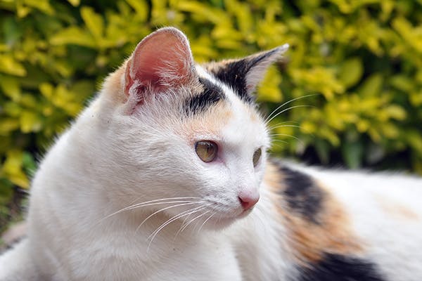 Ear Discharge in Cats - Signs, Causes, Diagnosis, Treatment, Recovery, Management, Cost