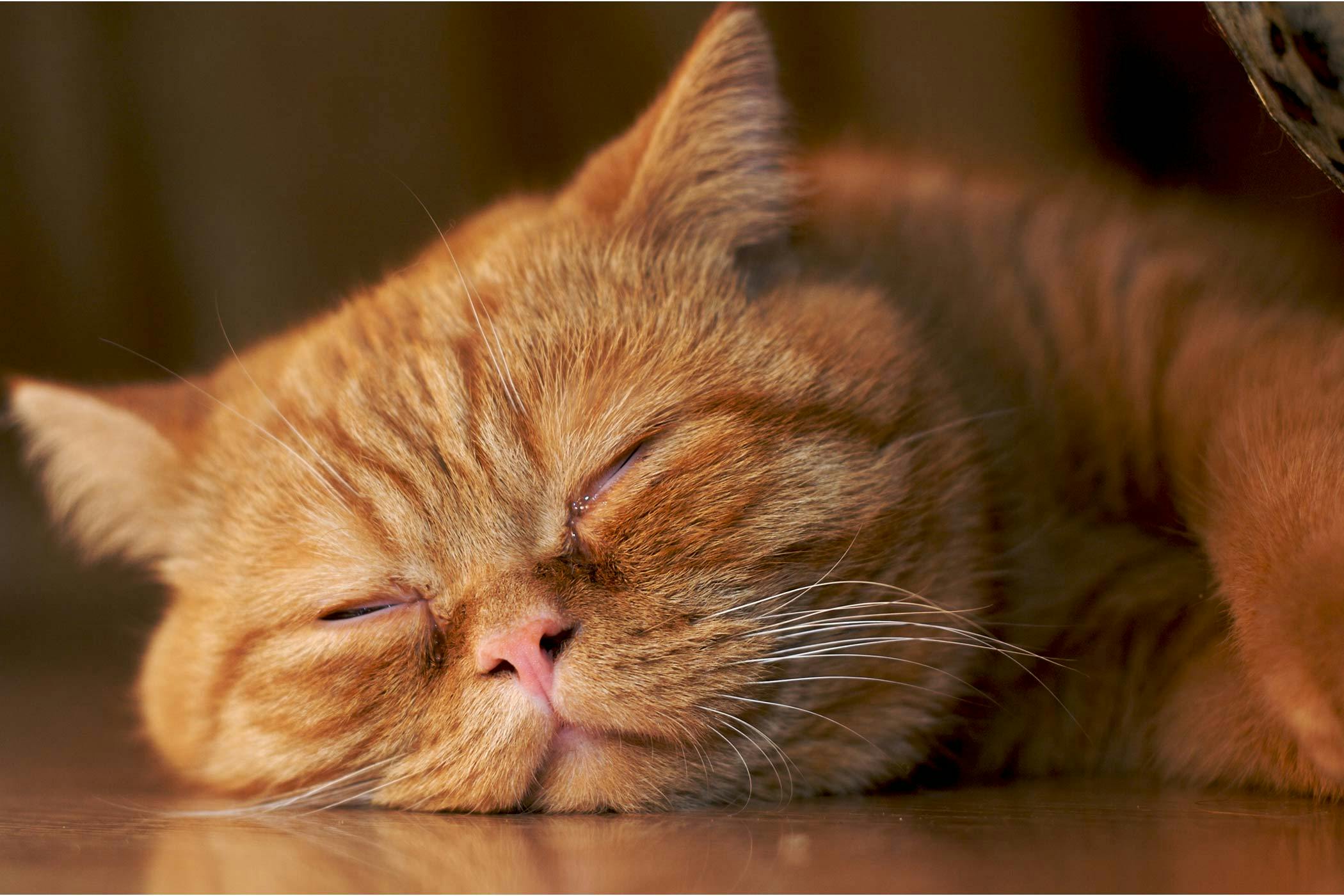 Early Contractions And Labor In Cats Symptoms Causes Diagnosis