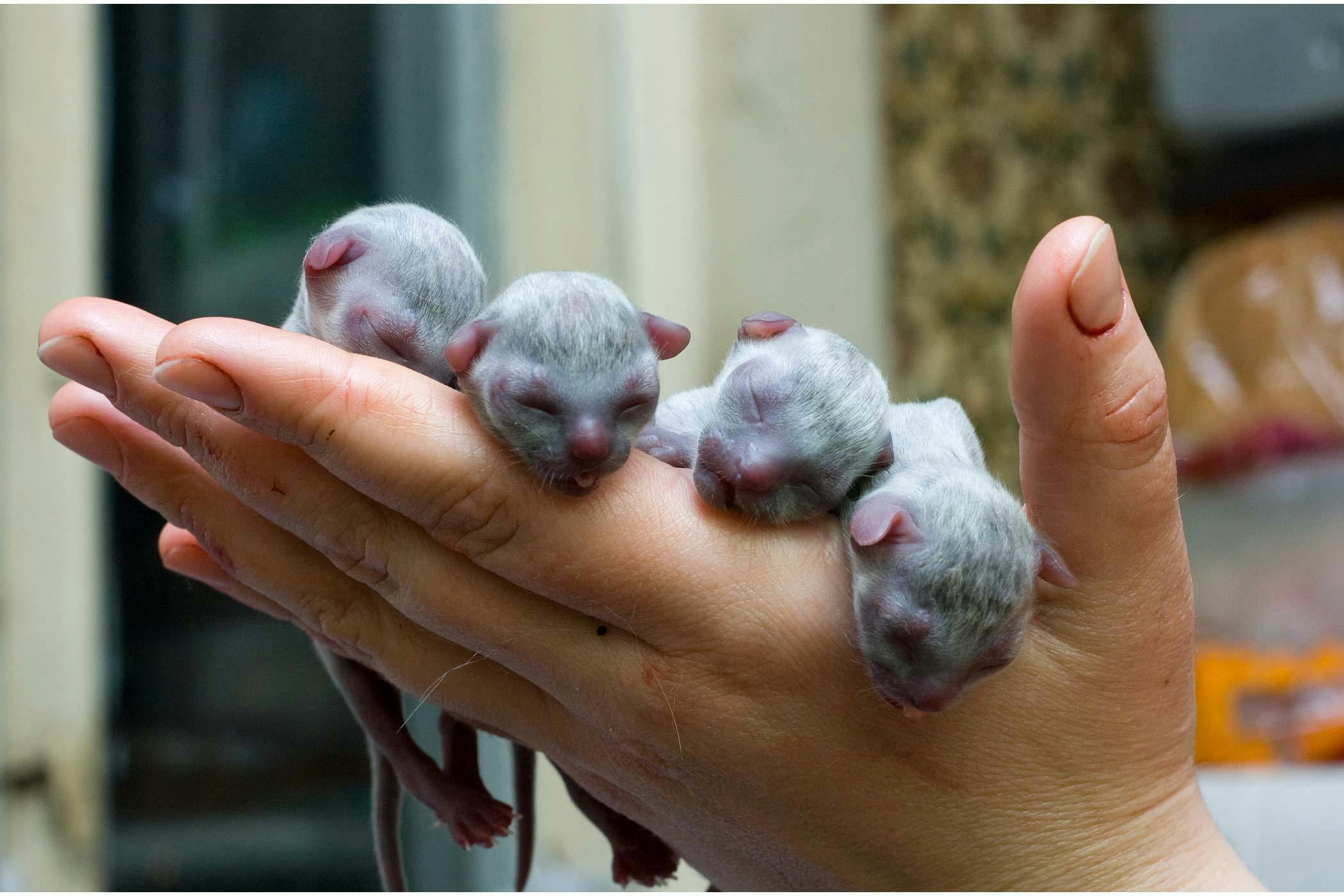 Baby kittens just store born