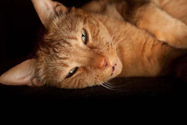 E. Coli Infection in Cats - Symptoms, Causes, Diagnosis, Treatment, Recovery, Management, Cost