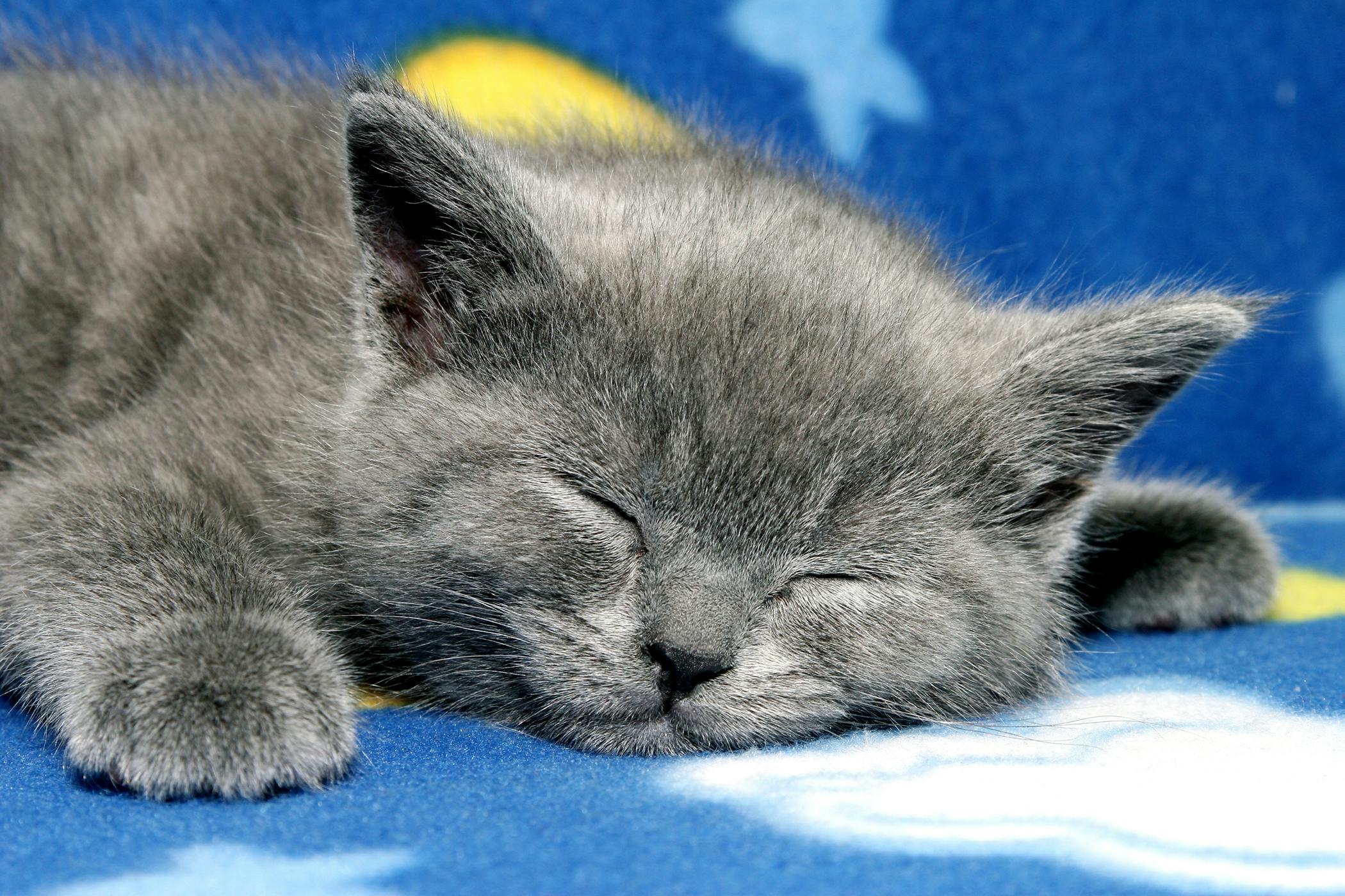 Спокойной ночи котики. Спокойной ночи с кошками. Спящие котята. Сладких снов котик.
